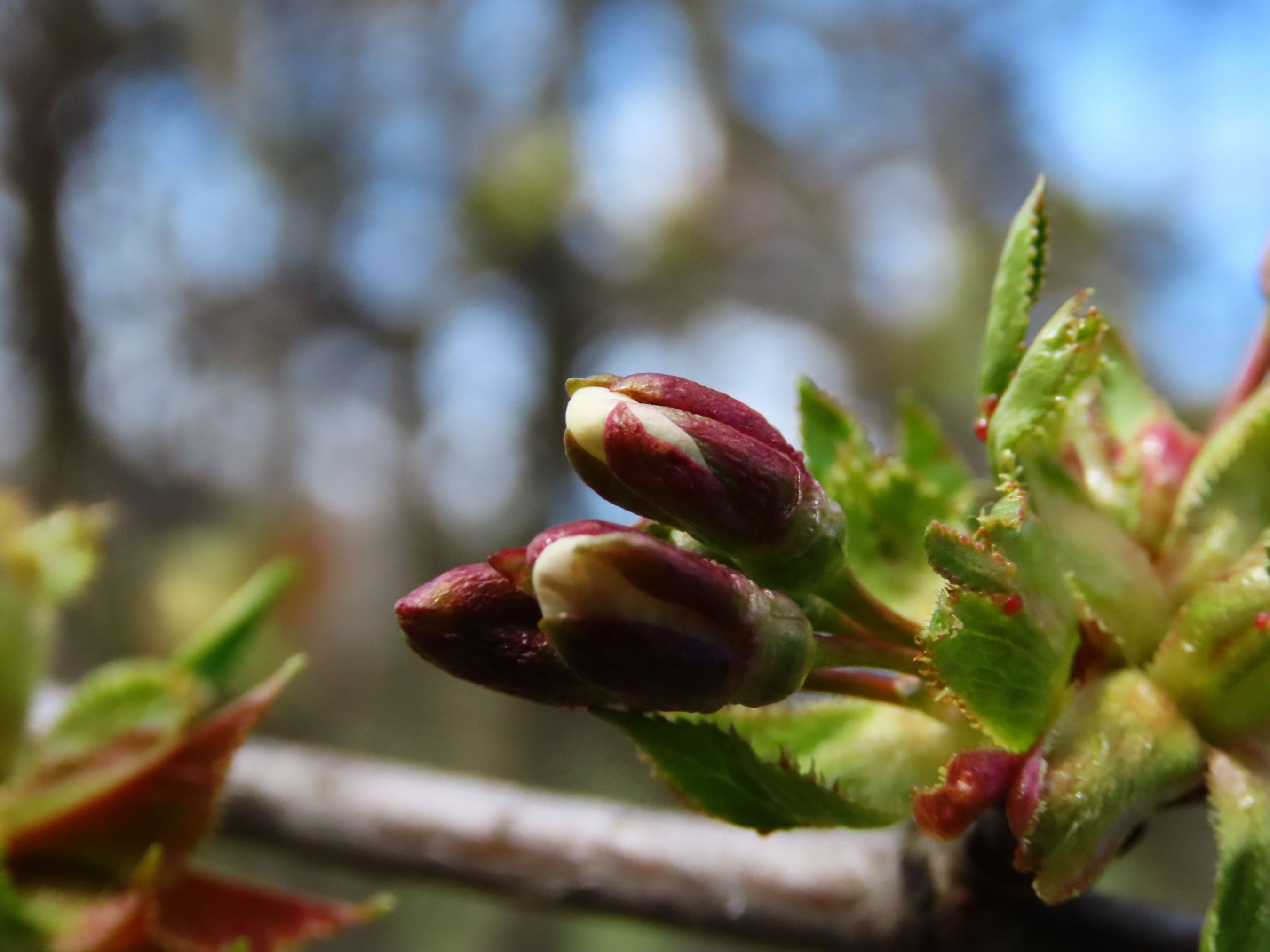 IMG_1032 rozpuknuté puky